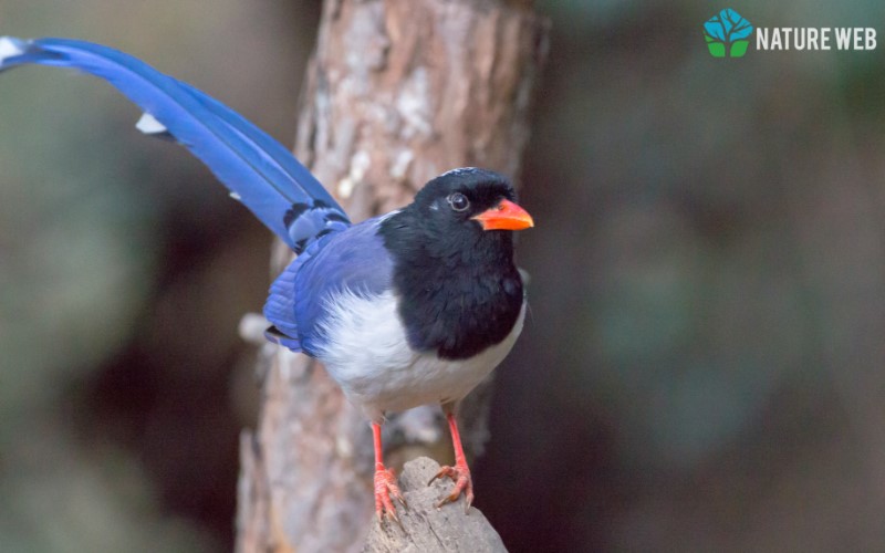 Red-billed Blue Magpie